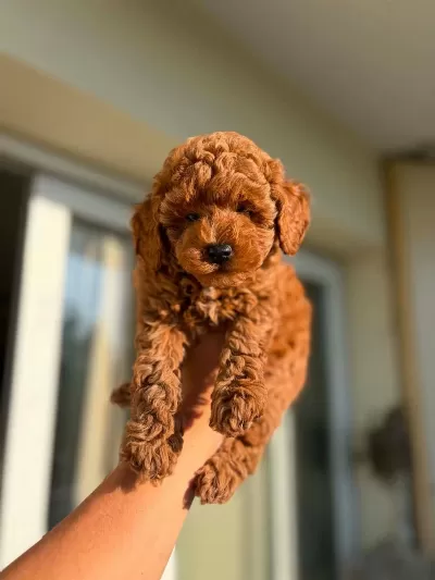 Toy Poodle Yavrular İrk Sağlık Garantili