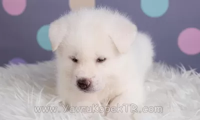 Japon Akita İnu Yavrulari