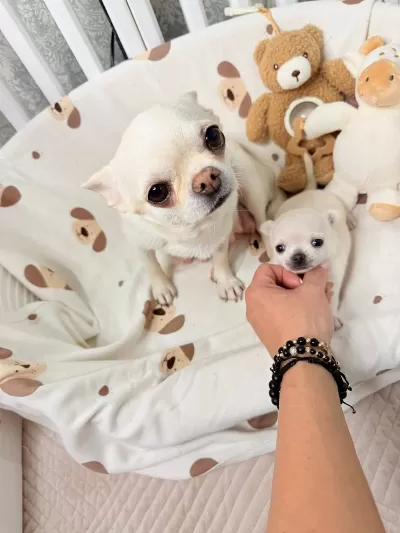 Dünya Tatlisi Chihuahua Yavrulari
