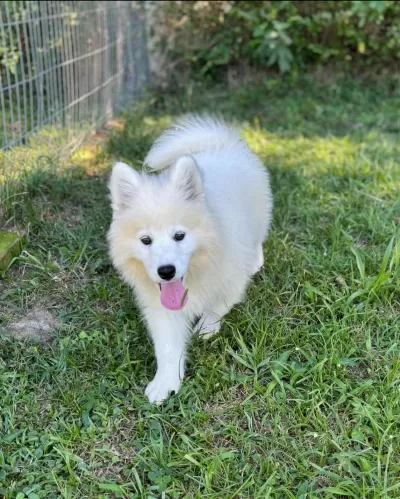 Pamuk Gibi Samoyed Yavrulari