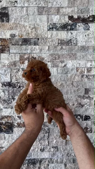 Mikrochipli Red Brown Orjinal Kore Kan Poodle Yavrular