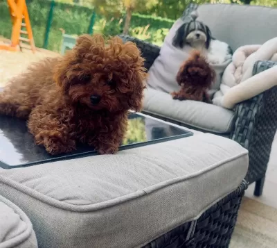 Petmode Köpek Çiftliğinden Tea Cup Kore Poodle