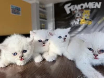 Kediciden Renk Renk British Shorthair Yavrulari Ankara
