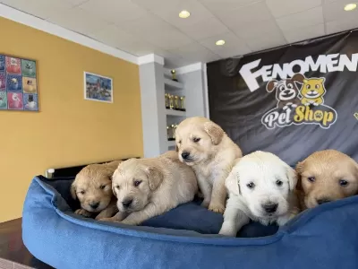 Baby Face Golden Retriewer Yavrulari Safkan Belgeli