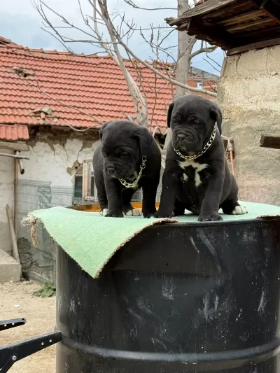Orjinal Cane Corso Yavrularımız