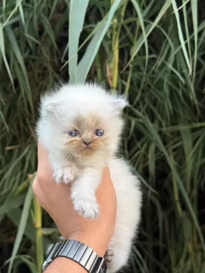 Exotic Himalayan Yavrularımız