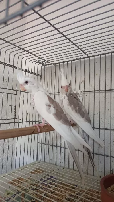 Sezonun Son Sultan Yavruları 2 Aylık Bebek Kuşlar