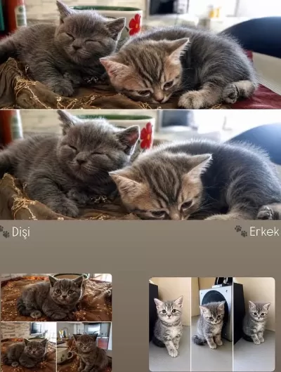British Shorthair Sağlıklı Yavrular
