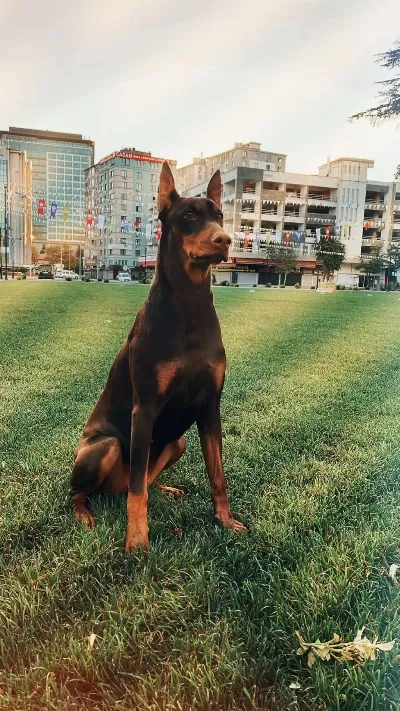 King Doberman Yavrulari