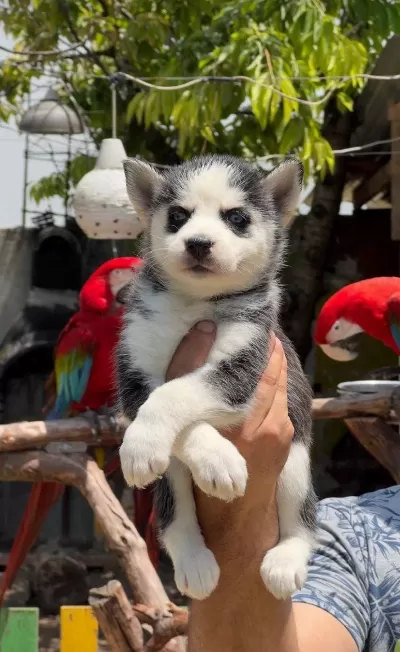 Harika Husky Bebeklerimiz