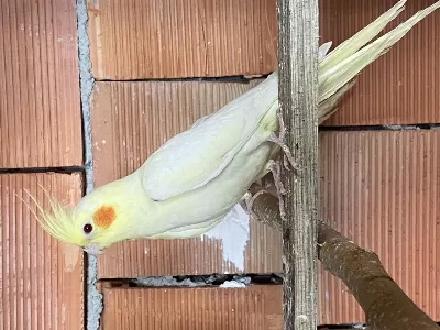 Lutino Sultan Papağanı