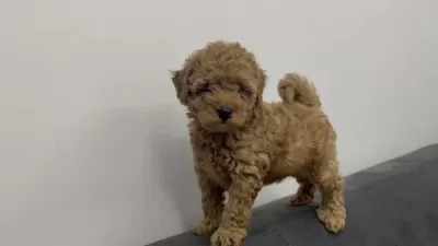 Kilo Boy Garantili Toy Poodle