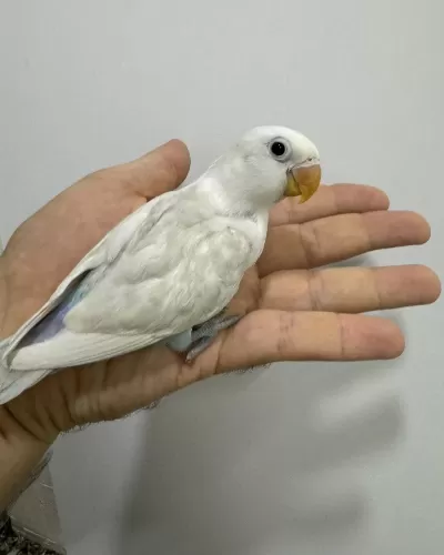 El Besleme Yavru Cennet Ve Sevda Papağanlar