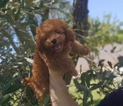 Toy Poodle Yavrularimiz