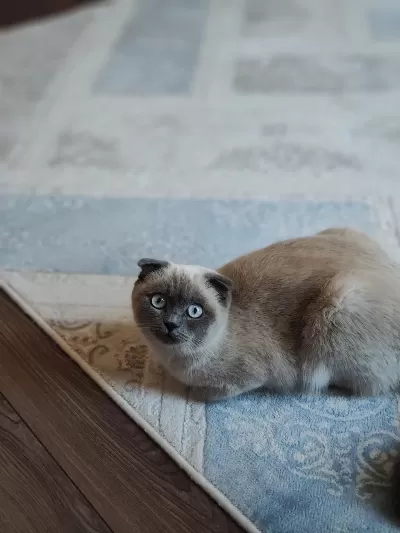 Scottish Fold Blue Point 9 Aylık Dişi