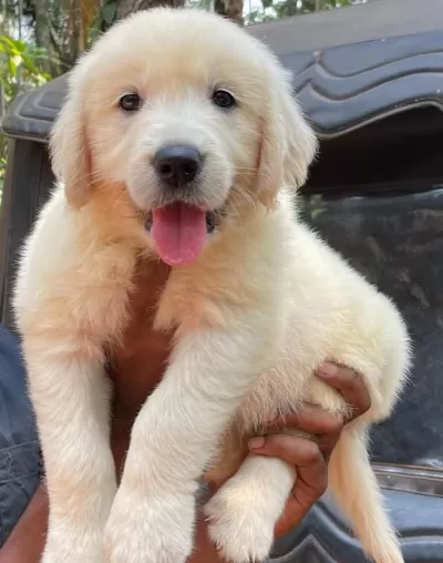 Türkiyenin En Güvenilir Çiftliğinden Golden Retriever