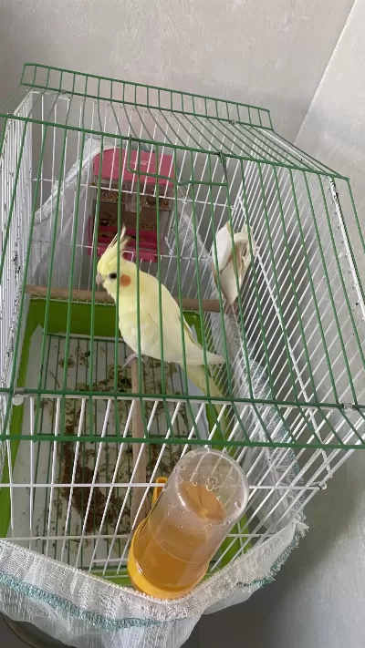3 Aylık Sultan Papağanı Erkek