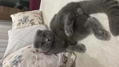 Scottish Fold Kısır Tüm Aşıları Tam Ücretsiz