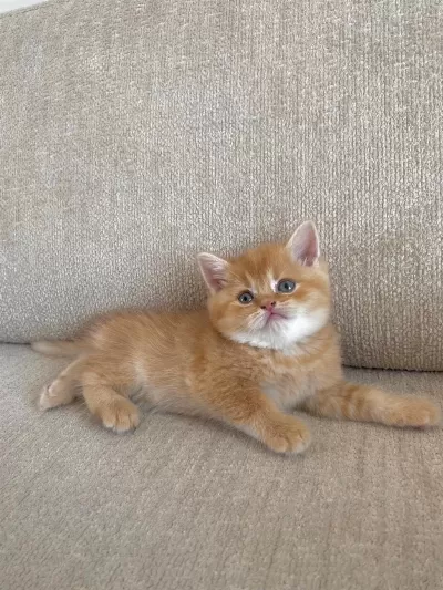 Golden British Shorthair Bebekler