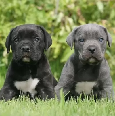 Türkiyenin En Güvenilir Çiftliğinden Rottweiler Bebekler