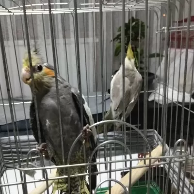 4 5 Aylık Sultan Papağanlar Ele Alışık