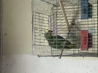 Yavru Ful Evcil Amazon Papağani