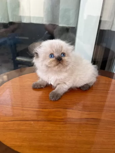British Longhair Kediler
