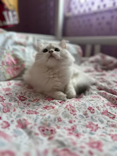 Koca Kafa Kedilerimiz Aa Kalite Safkandir