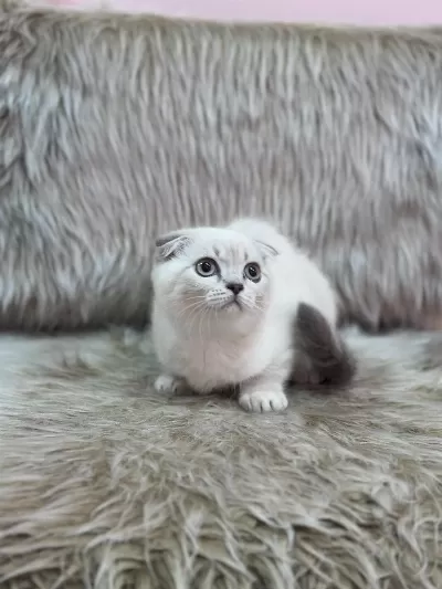 Aşili Tuvalet Egitimli Scottish Fold Bebeklerimiz