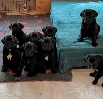 Evinizin Neşesi Cane Corso Bebişler Her Yere Kapıda Öde
