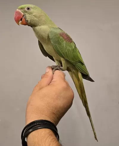 Yeme Düşmüş Bebek Alexander