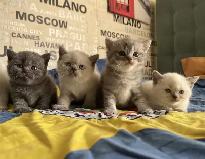 Karakteri Ve İrkı Kusursuz British Shorthair Yavruları