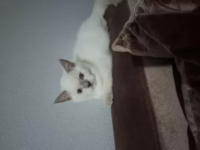 British Shorthair Erkek