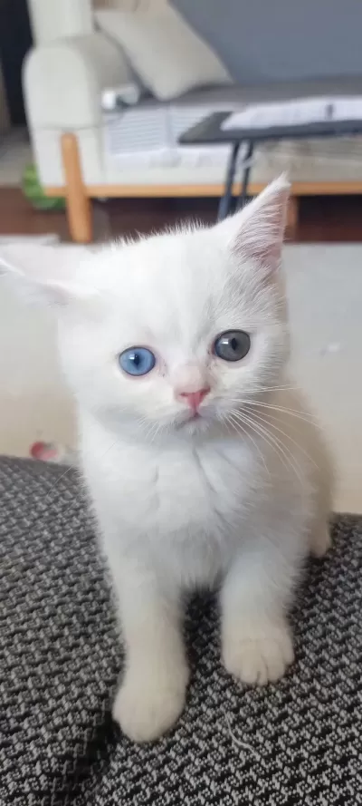 Dişi British Shorthair