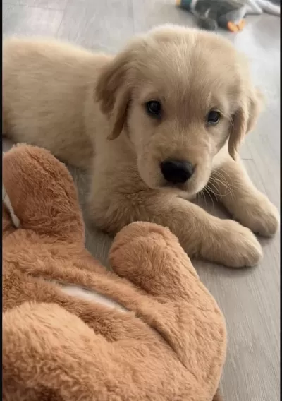 Golden Retriever Köpeğimiz