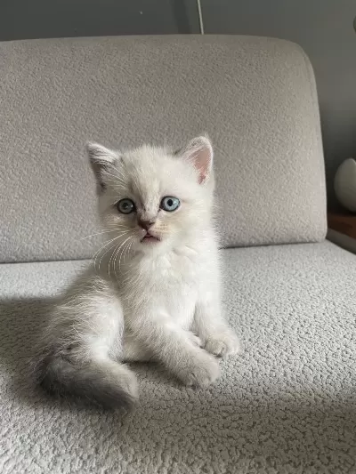 Erkek Yavrular British Shorthair