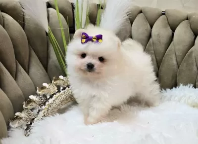 Pomeranian Boo Köpeği
