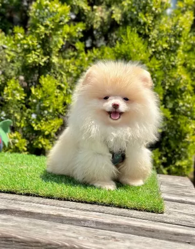 Boo Pomeranian İrk Ve Sağlık Garantili Yavrular