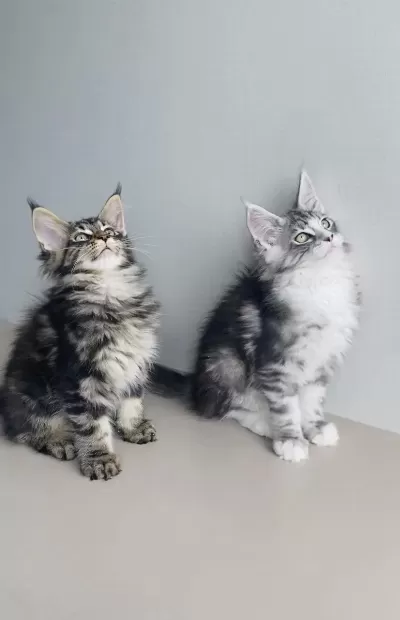 Xxl Maine Coon Bebeklet