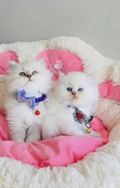 Maviş Point British Longhair Bebeklerım