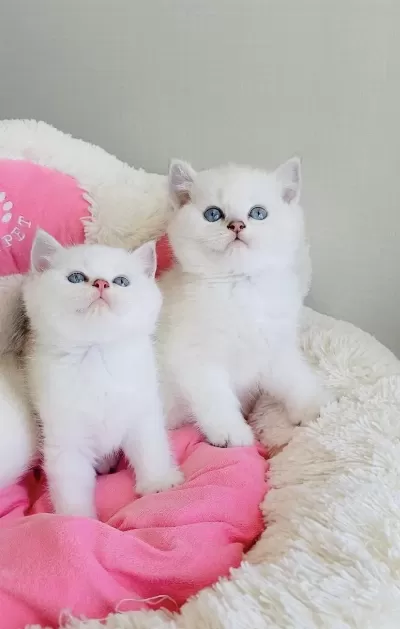 A Kalite Point Brıtısh Shorthair Bebeklerım