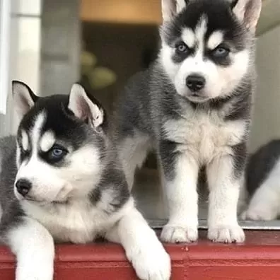 Husky Sibirya Yavrulari