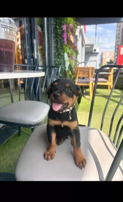 Orjinal Rottweiler Yavrumuz
