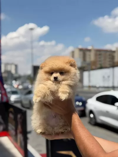 Ayı Surat Pomeranian Yavrular Korekan