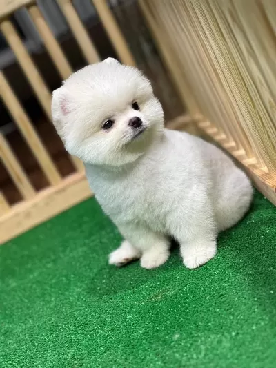 Ayı Surat Pomeranian Yavrular Korekan