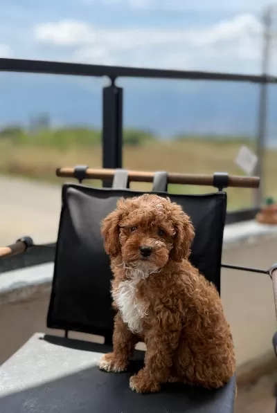 Toypoodle Dişi / Erkek