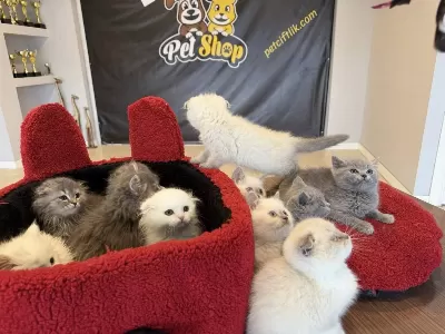 Top Kafa Scottish Fold Yavrulari Fenomen Pet Shop