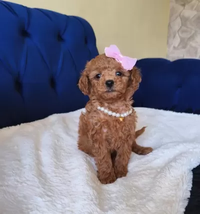 Red Toy Poodle Kızımız