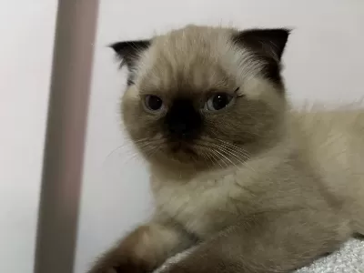 Scottish Fold Yavrumuza Yuva Arıyoruz