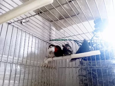 Lutino Taşiyici Parrotlar